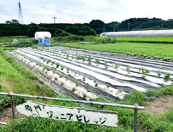 畑