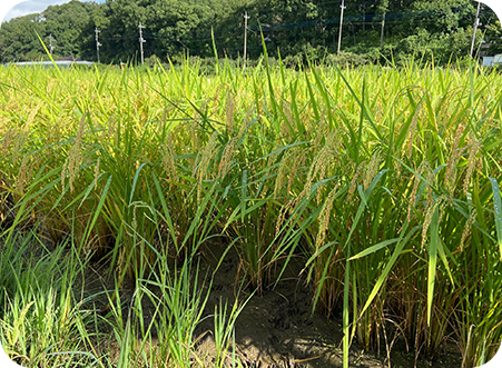 無農薬で農作物を栽培